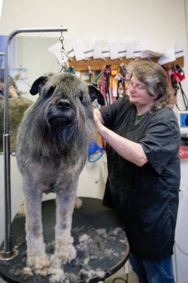 Ask the Expert: Townhouse Pet Care