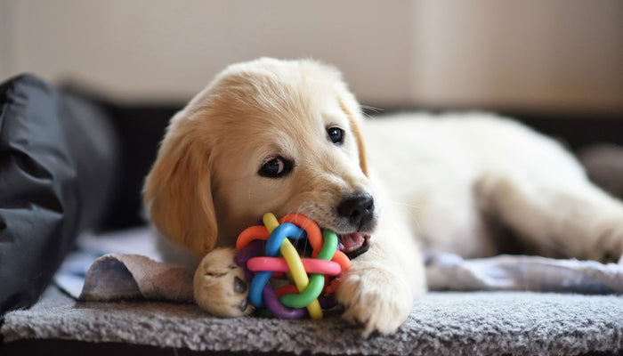 Why Dogs Need to Chew