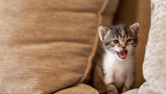 Cracking the Kitty Code: Understanding Your Feline Friend's Language