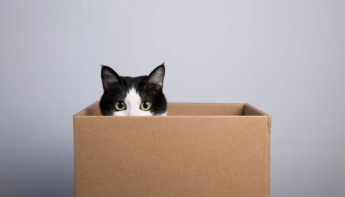 Upcycling Boxes for Your Pets