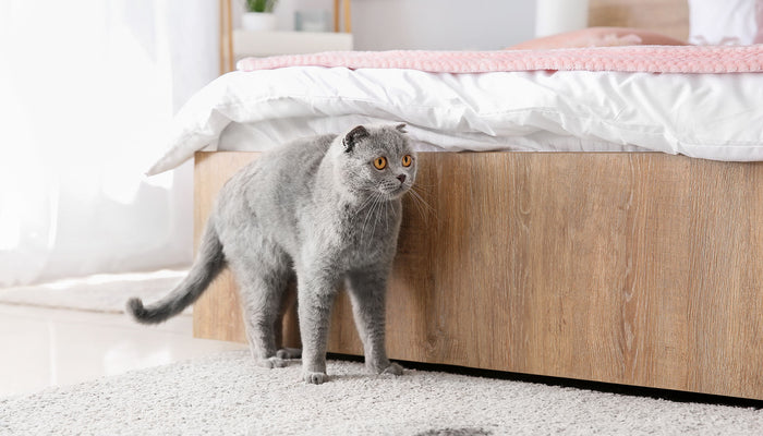 Preventing Problem Peeing in Cats
