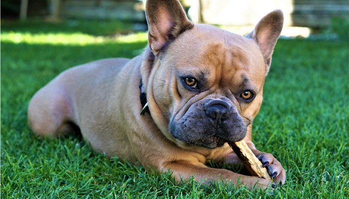How to Pick the Right Dog Chew