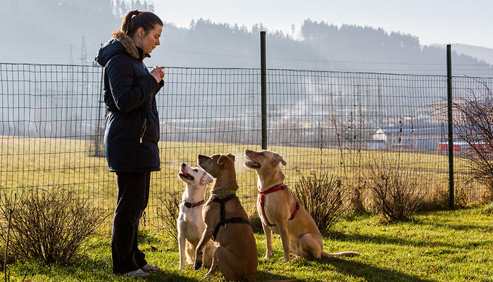 Choosing A Dog Trainer