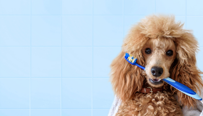 Dental Guide for Dogs