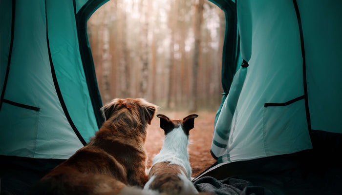 Camping with your Dog