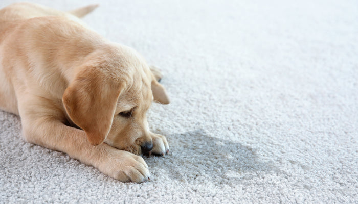 Preventing Problem Peeing in Dogs