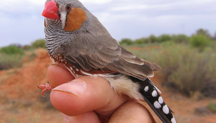 Starting out with Society & Zebra Finches: A Guide