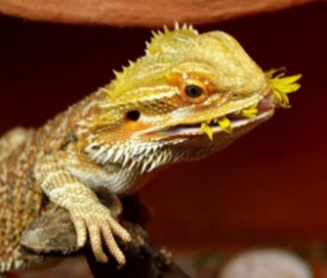 Caring for Your Bearded Dragon