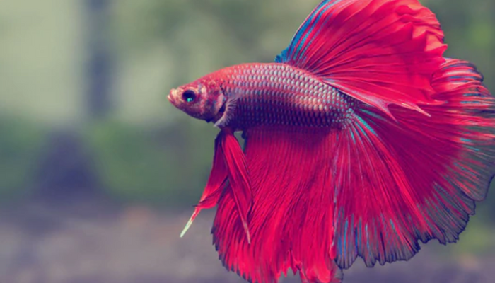 Caring for Your Betta Fish