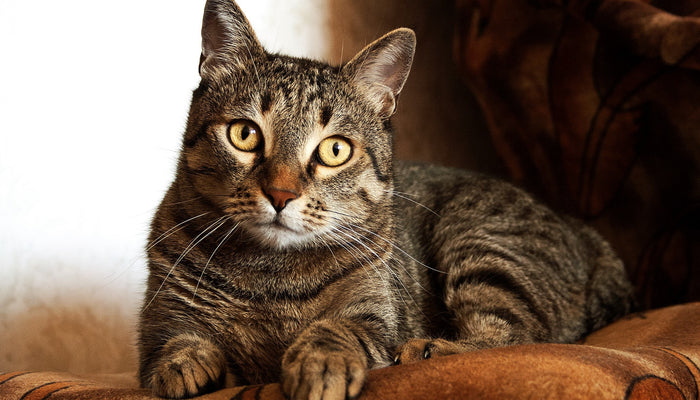 A brown tabby cat on a brown sofa