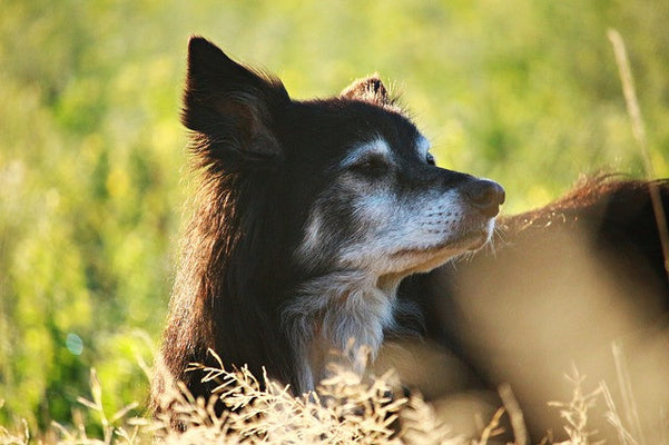 Caring for Your Aging Pet