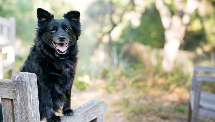 How to Make Your Dog Happier & Smarter