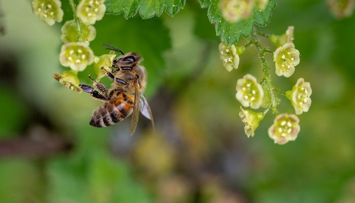 Bee and Wasp Stings in Your Cat or Dog
