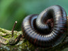 African Giant Millipedes