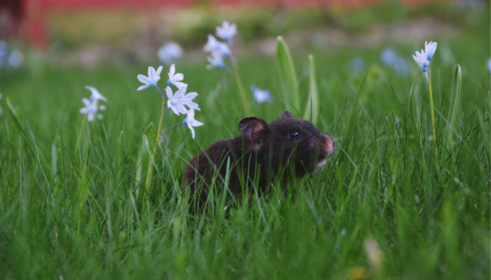 Hamsters: Not just for kids!