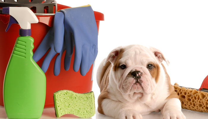 Deep Cleaning: Enzymatic & Biological Products