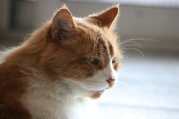 Diabetes in Pets