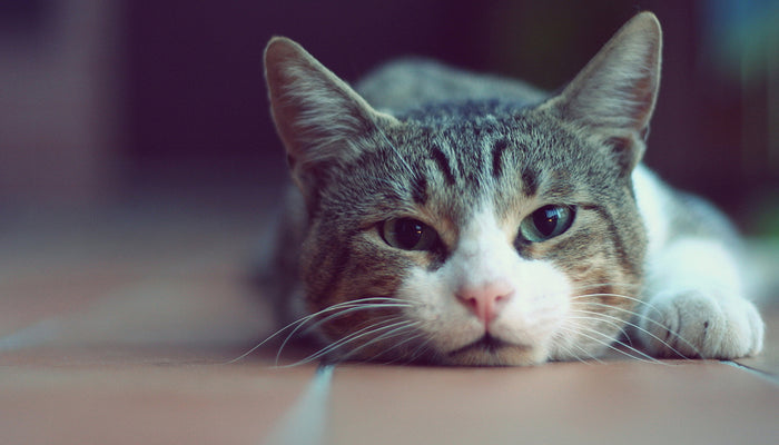 Tired Cat Looking into Camera