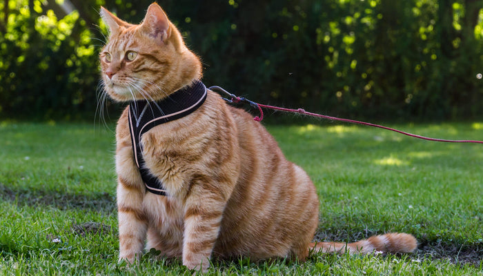 How to Leash Train Your Cat