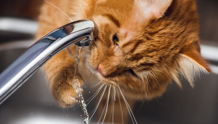 Is Your Cat Drinking Enough Water?