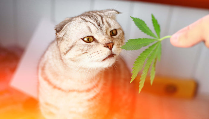 Medicinal Hemp Products for Pets?