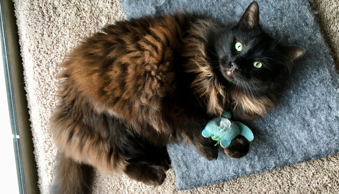 Keeping Your Cat Happy & Healthy