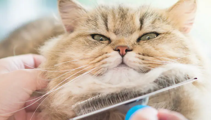 How to Help Your Cat or Dog Combat Hairballs