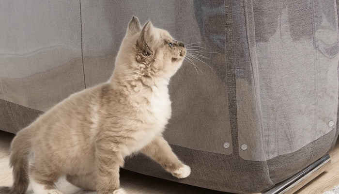 How to Stop Your Cat From Scratching