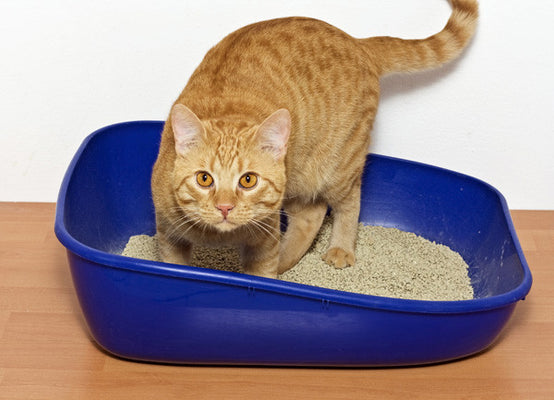 Why Isn’t My Cat Using the Litter Box?