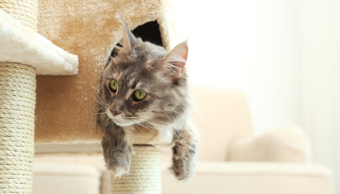 Choosing a Cat Tree