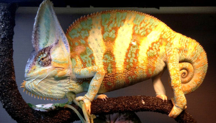 Preventing Metabolic Bone Disease in Reptiles