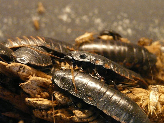Feeder Insect: The Dubia Roach