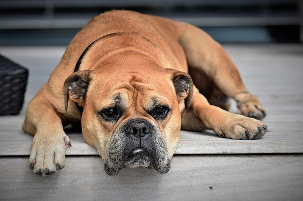 Bored Senior Dog Sitting on House Steps