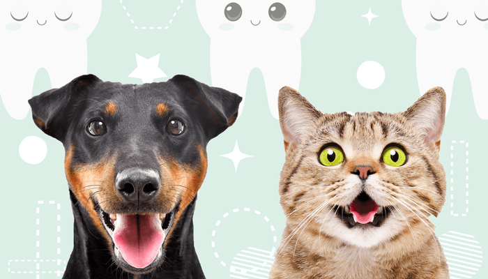 Dog and cat smiling in front of a cartoon tooth background