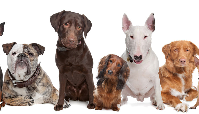 American Dog Breeds