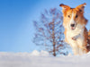 How To Care For Your Snow Dog