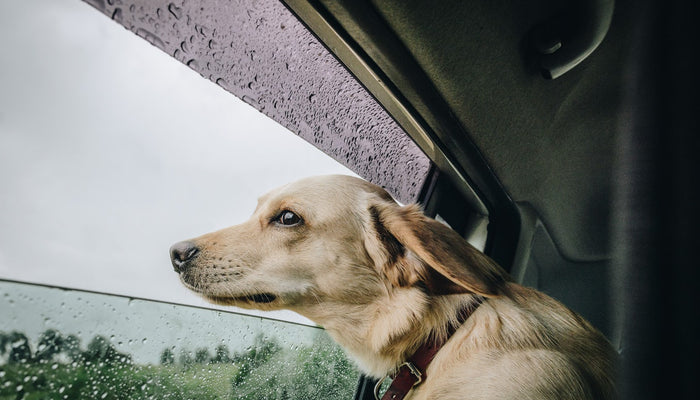 Traveling with Pets
