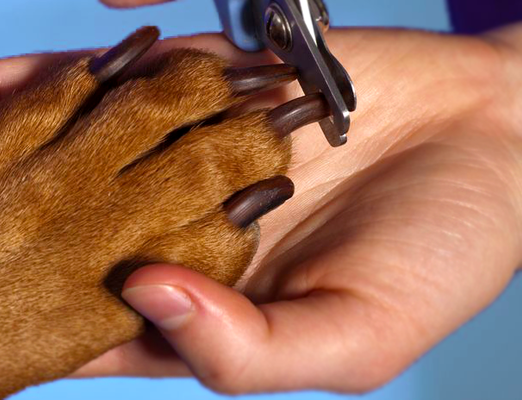Tips for Trimming Your Dog’s Nails