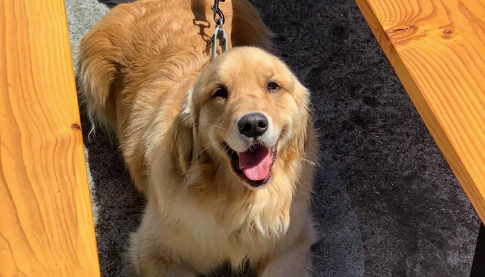 Dog-Friendly Bars and Restaurants