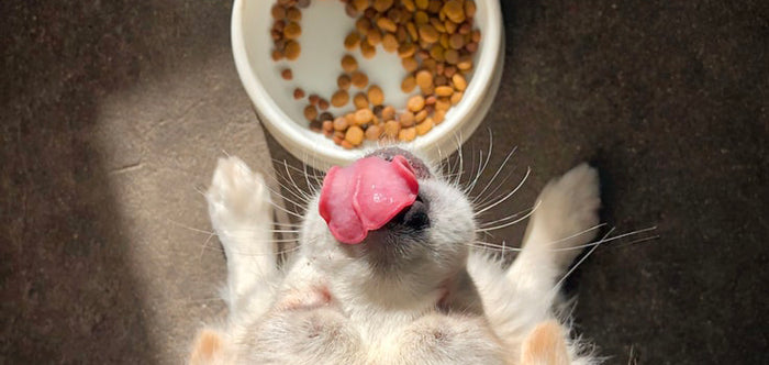 Understanding Your Dog's Diet