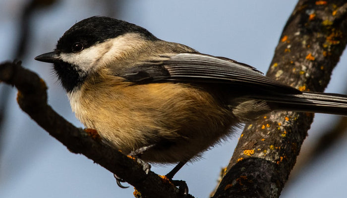 Helping Wild Animals Through Winter