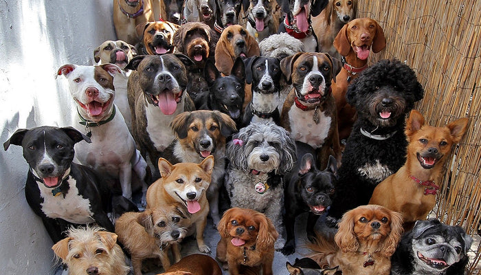 Creature Feature: Dogs!