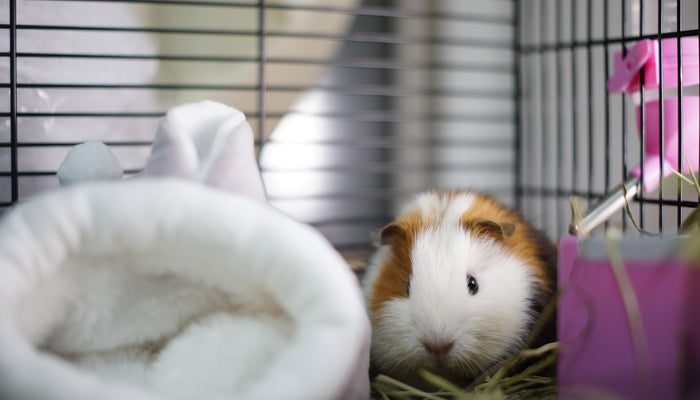 First Aid for Small Pets: Building a Kit for your Guinea Pig, Hamster, Rabbit, or Rat
