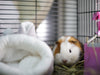 First Aid for Small Pets: Building a Kit for your Guinea Pig, Hamster, Rabbit, or Rat