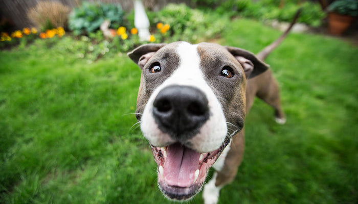 Speaking Your Dog's Language