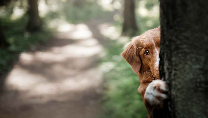 When Your Pet Goes Missing