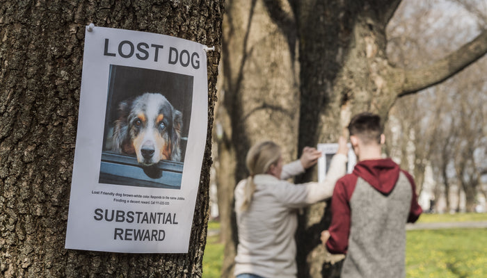 Getting Your Lost Pet Home Safely