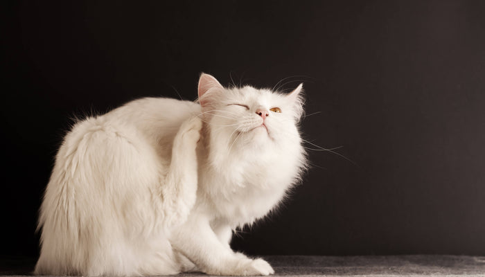 Flea Prevention 101