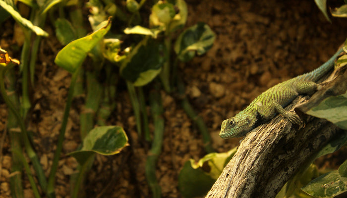 The Bioactive Vivarium: Your Pet’s Balanced Ecosystem