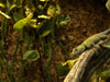 The Bioactive Vivarium: Your Pet’s Balanced Ecosystem